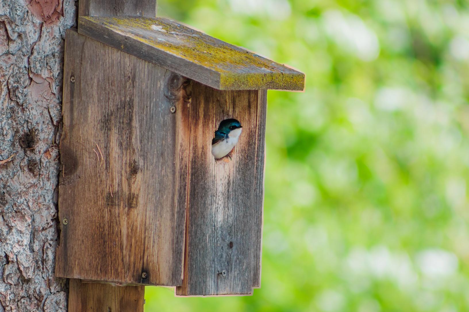 Wildlife photography example of a bird in a birdhouse