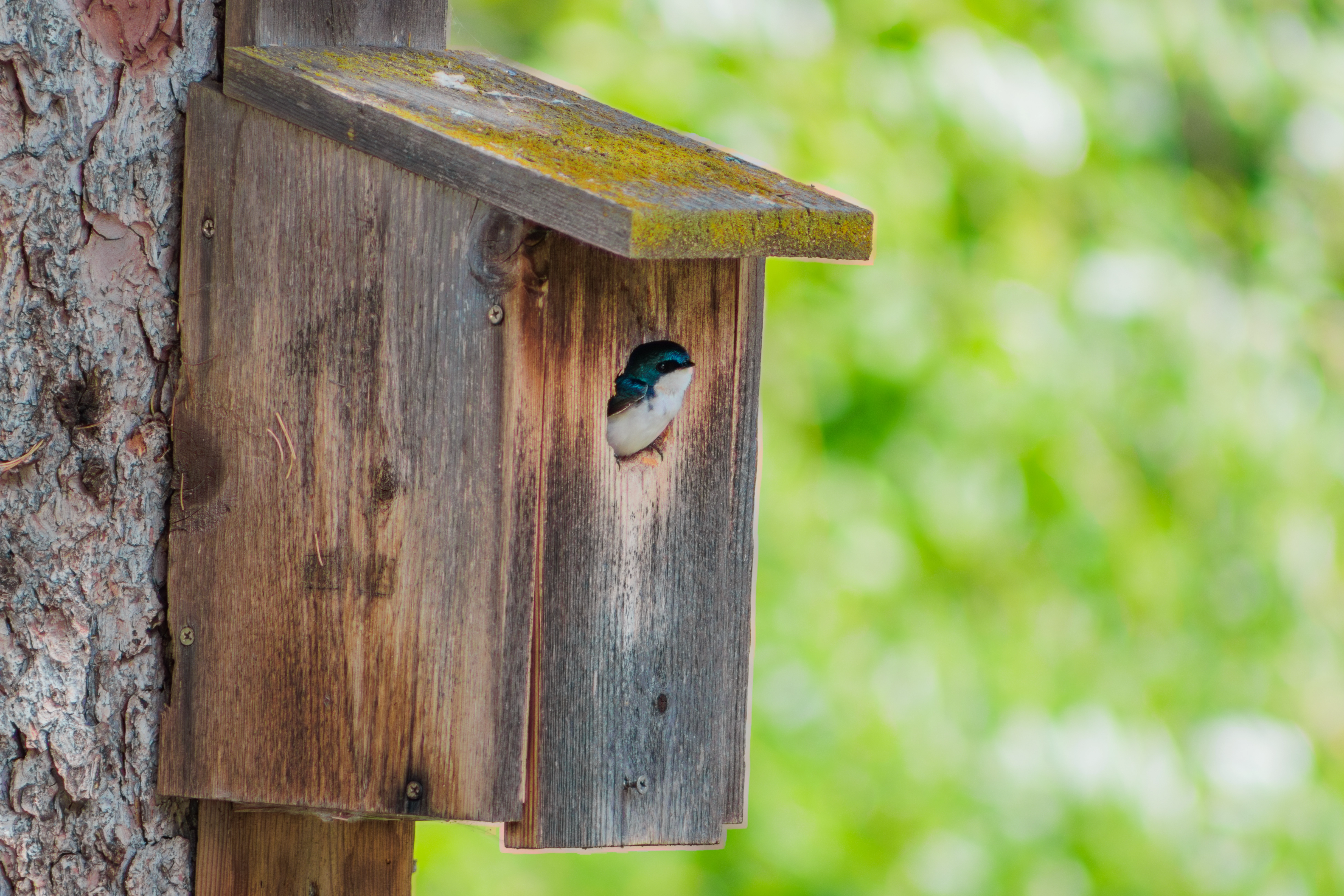 Bird in birdhouse