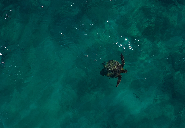 Sea turtle