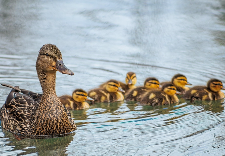 Mama and baby ducks