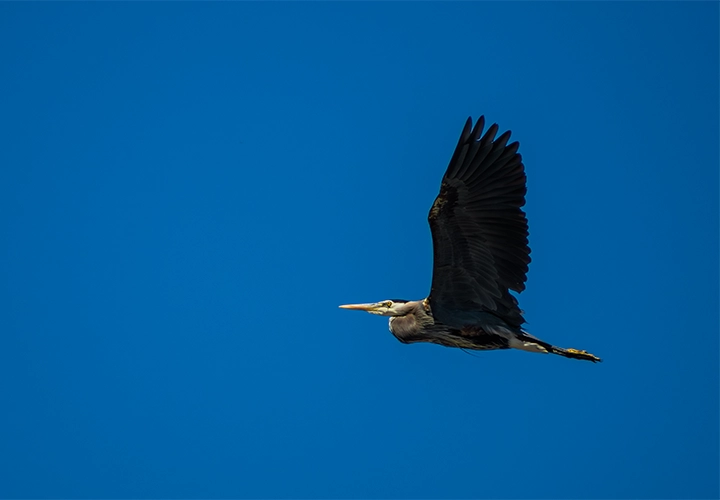 Blue herron flying