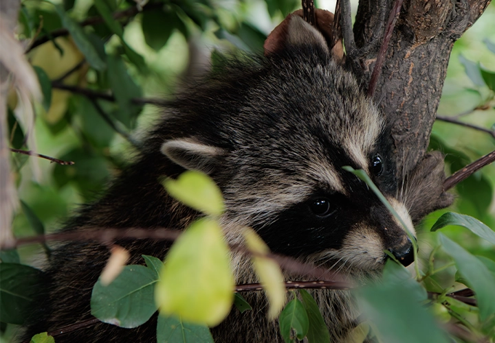 Baby raccoon