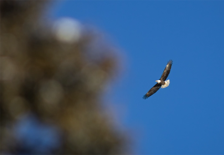 Eagle flying